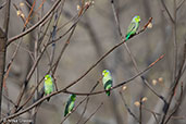 Pacific Parrotlet, Chaparri, Lambayeque, Peru - click for larger image