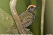 Rufous-capped Antthrush, REGUA, Rio de Janeiro, Brazil, November 2006 - click for larger image