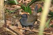 Rufous-capped Antthrush, Ubatuba, São Paulo, Brazil, April 2004 - click for larger image