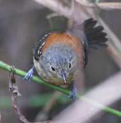 Female Black-hooded Antwren, Perequê, Rio de Janeiro, Brazil, August 2002 - click for larger image