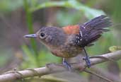 Female Black-hooded Antwren, Perequê, Rio de Janeiro, Brazil, August 2002 - click for larger image