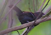 Male Black-hooded Antwren, Perequê, Rio de Janeiro, Brazil, August 2002 - click for larger image