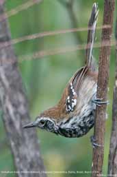 Immature Male Sincorá Antwren, Chapada Diamantina, Bahia, Brazil, March 2004 - click for larger image