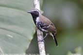 Male White-fringed Antwren, Cristalino, Mato Grosso, Brazil, December 2006 - click for larger image