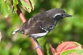 Male White-fringed Antwren, Murici, Alagoas, Brazil, March 2004 - click for larger image