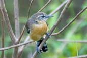 Female White-fringed Antwren, Jaqueira, Pernambuco, Brazil, March 2004 - click for larger image