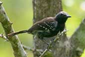 Male White-fringed Antwren, Jaqueira, Pernambuco, Brazil, March 2004 - click for larger image