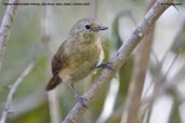 Female  Narrow-billed Antwren, Boa Nova, Bahia, Brazil, October 2008  - click  for larger image