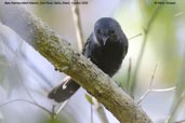 Male  Narrow-billed Antwren, Boa Nova, Bahia, Brazil, October 2008  - click  for larger image