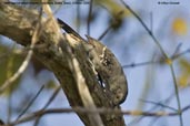 Male  Narrow-billed Antwren, Boa Nova, Bahia, Brazil, October 2008  - click  for larger image