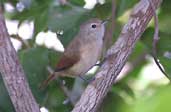 Female  Narrow-billed Antwren, Boa Nova, Bahia, Brazil, July 2002 - click for larger image