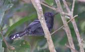 Male  Narrow-billed Antwren, Boa Nova, Bahia, Brazil, July 2002  - click  for larger image