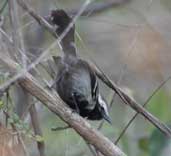 Male Black-bellied Antwren, Chapada Diamantina, Bahia, Brazil, July 2002 - click for larger image