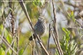 Female Rusty-backed Antwren, Mucugê, Bahia, Brazil, October 2008 - click for larger image