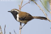 Male Rusty-backed Antwren, Mucugê, Bahia, Brazil, October 2008 - click for larger image