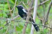 Male Rusty-backed Antwren, Jaqueira, Pernambuco, Brazil, March 2004 - click for larger image