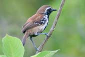 Male Rusty-backed Antwren, Jaqueira, Pernambuco, Brazil, March 2004 - click for larger image