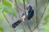 Male Rusty-backed Antwren, Jaqueira, Pernambuco, Brazil, March 2004 - click for larger image