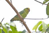 Dusky-billed Parrotlet, Carajás, Pará, Brazil, October 2005 - click for larger image