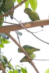 Dusky-billed Parrotlet, Carajás, Pará, Brazil, October 2005 - click for larger image