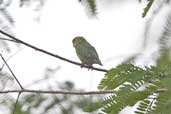 Female Dusky-billed Parrotlet, Carajás, Pará, Brazil, October 2005 - click for larger image