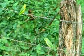 Blue-winged Parrotlet, Januária, Minas Gerais, Brazil, February 2002 - click for larger image