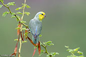 Yellow-faced Parrotlet, Balsas, Amazonas, Peru - click for larger image