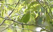 Female Blue-winged Parrotlet, Boa Nova, Bahia, Brazil, July 2002 - click for larger image