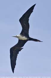 Juvenile Magnificent Frigatebird, Brazil, Sept 2000 - click for larger image