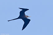 Magnificent Frigatebird, Roatan, Honduras, March 2015 - click for larger image