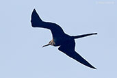 Magnificent Frigatebird, Roatan, Honduras, March 2015 - click for larger image