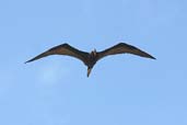 Male Magnificent Frigatebird, Brazil, Sept 2000 - click for larger image