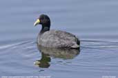 Andean Coot, Lauca NP, Chile, February 2007 - click for larger image