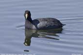 Andean Coot, Lauca NP, Chile, February 2007 - click for larger image