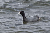 Andean Coot, Antisana Reserve, Napo, Ecuador, November 2019 - click for larger image