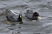 Andean Coot, Antisana Reserve, Napo, Ecuador, November 2019 - click for larger image