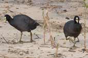 Red-gartered Coot, Taim, Rio Grande do Sul, Brazil, August 2004 - click for larger image