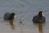 Red-gartered and White-winged Coot, Taim, Rio Grande do Sul, Brazil, August 2004 - click for larger image