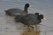 Red-gartered Coot, Taim, Rio Grande do Sul, Brazil, August 2004 - click for larger image