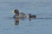 Red-gartered Coot, Concon, Chile, November 2005 - click for larger image