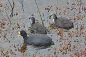 Red-gartered Coot, Torres del Paine, Chile, December 2005 - click for larger image