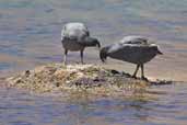 Horned Coot, Laguna Miñiques, Chile, January 2007 - click for larger image