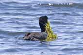 Giant Coot, Lauca NP, Chile, February 2007 - click for larger image