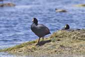 Giant Coot, Lauca NP, Chile, February 2007 - click for larger image