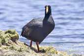 Giant Coot, Lauca NP, Chile, February 2007 - click for larger image