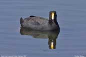 Giant Coot, Lauca NP, Chile, February 2007 - click for larger image