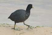 White-winged Coot, Taim, Rio Grande do Sul, Brazil, August 2004 - click for larger image