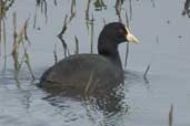 White-winged Coot, Taim, Rio Grande do Sul, Brazil, August 2004 - click for larger image