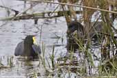 Adult and juvenile White-winged Coot, Vichuquén, Chile, January 2007 - click for larger image