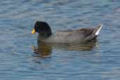 Red-fronted Coot, Concon, Chile, November 2005 - click for larger image